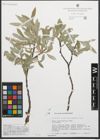 Foto von Salix glaucosericea Flod.